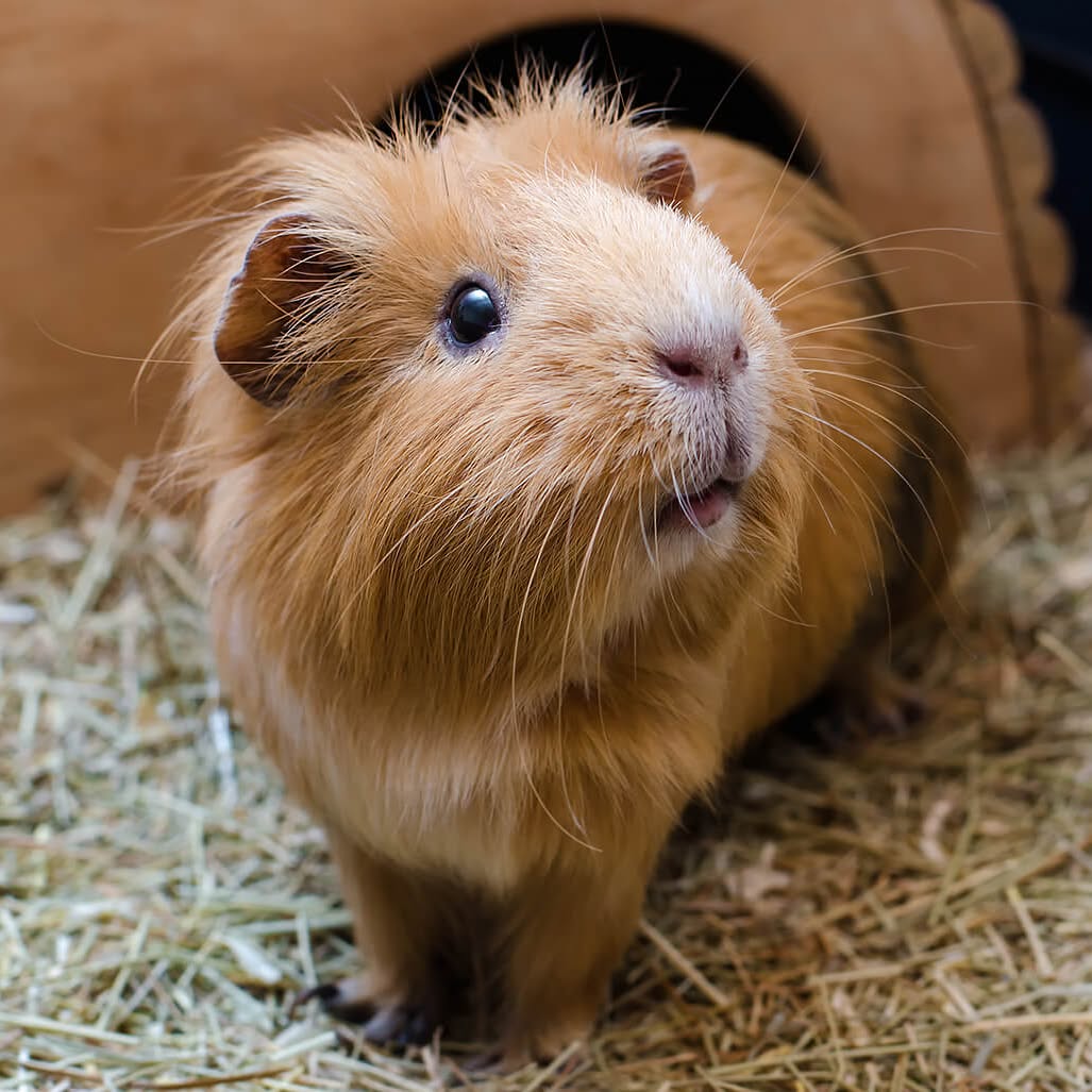 Guinea pig vocalising in enclosure natural communication UK pet