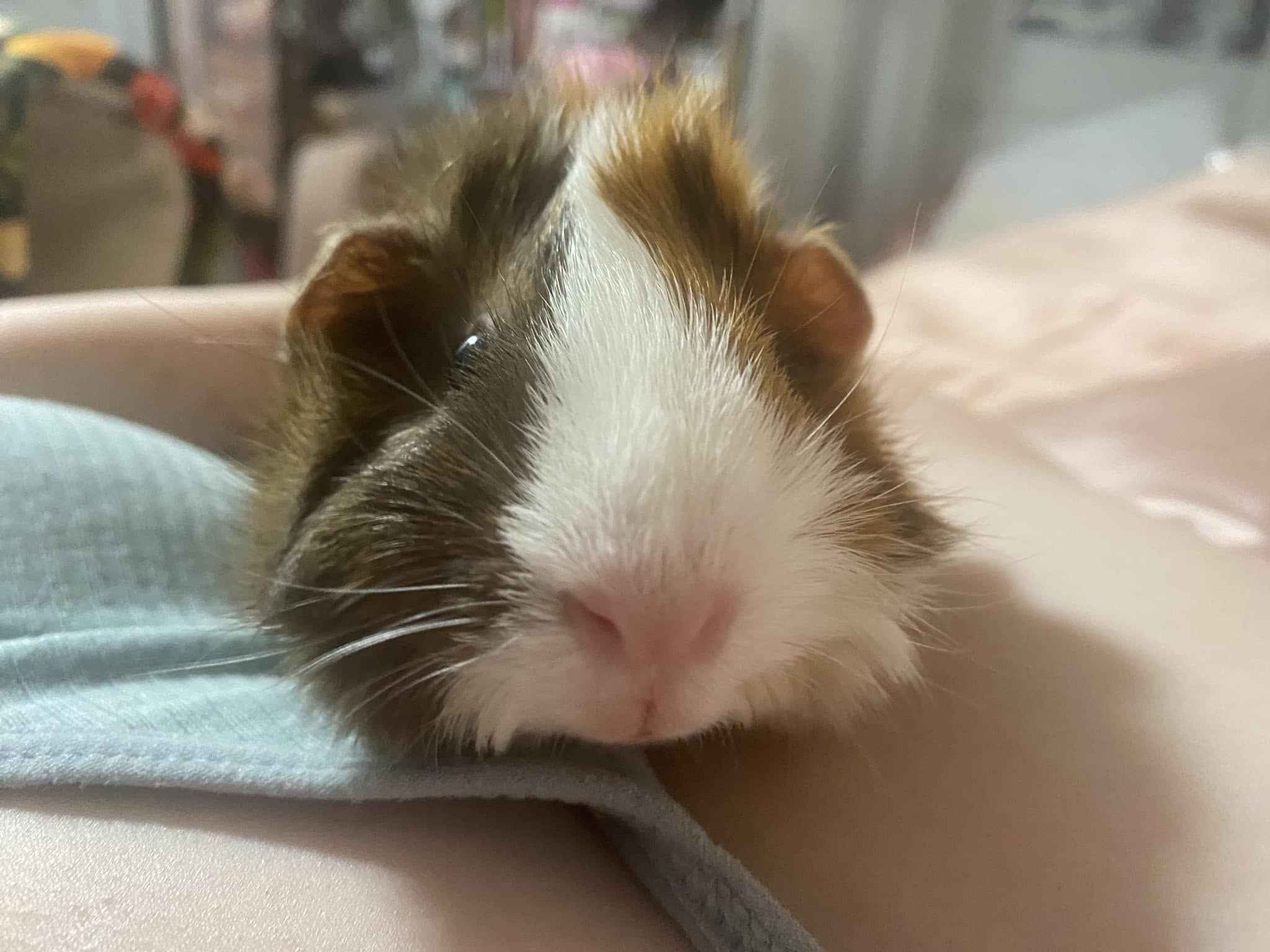 Guinea pig wheeking loudly at cage bars excited for food UK home