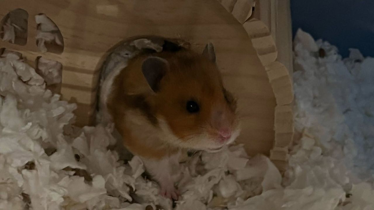 Hamster bald spot health guide Paradise Pets Swindon