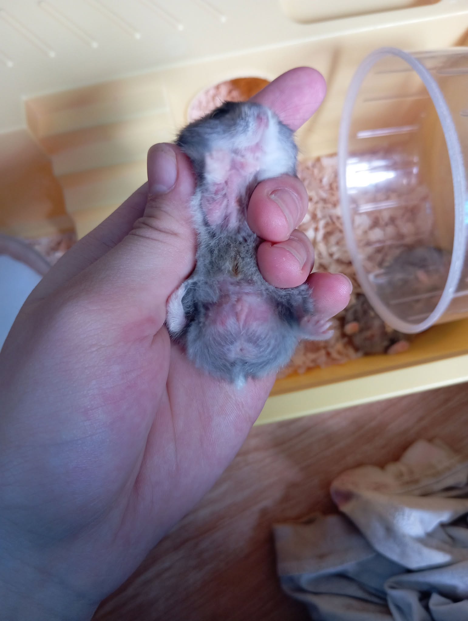 Hamster bald spot ringworm fungal infection UK