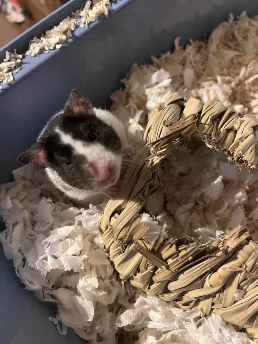 Hamster circular crusty patch ringworm UK