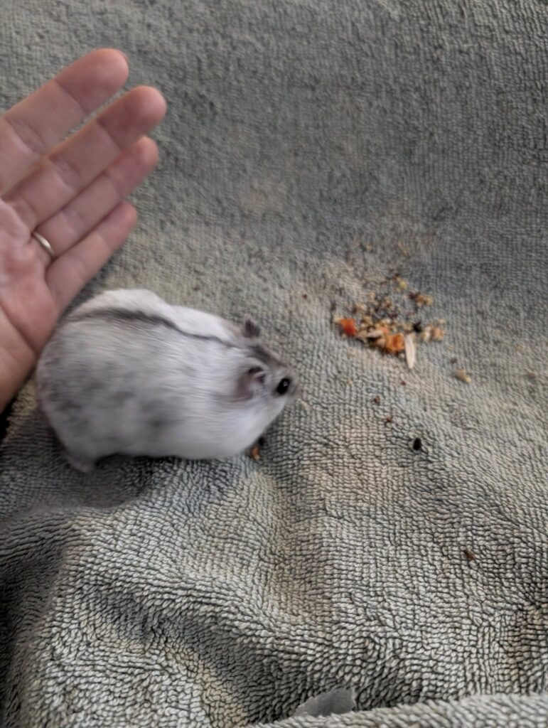 Hamster emptying cheek pouches using paws UK behaviour