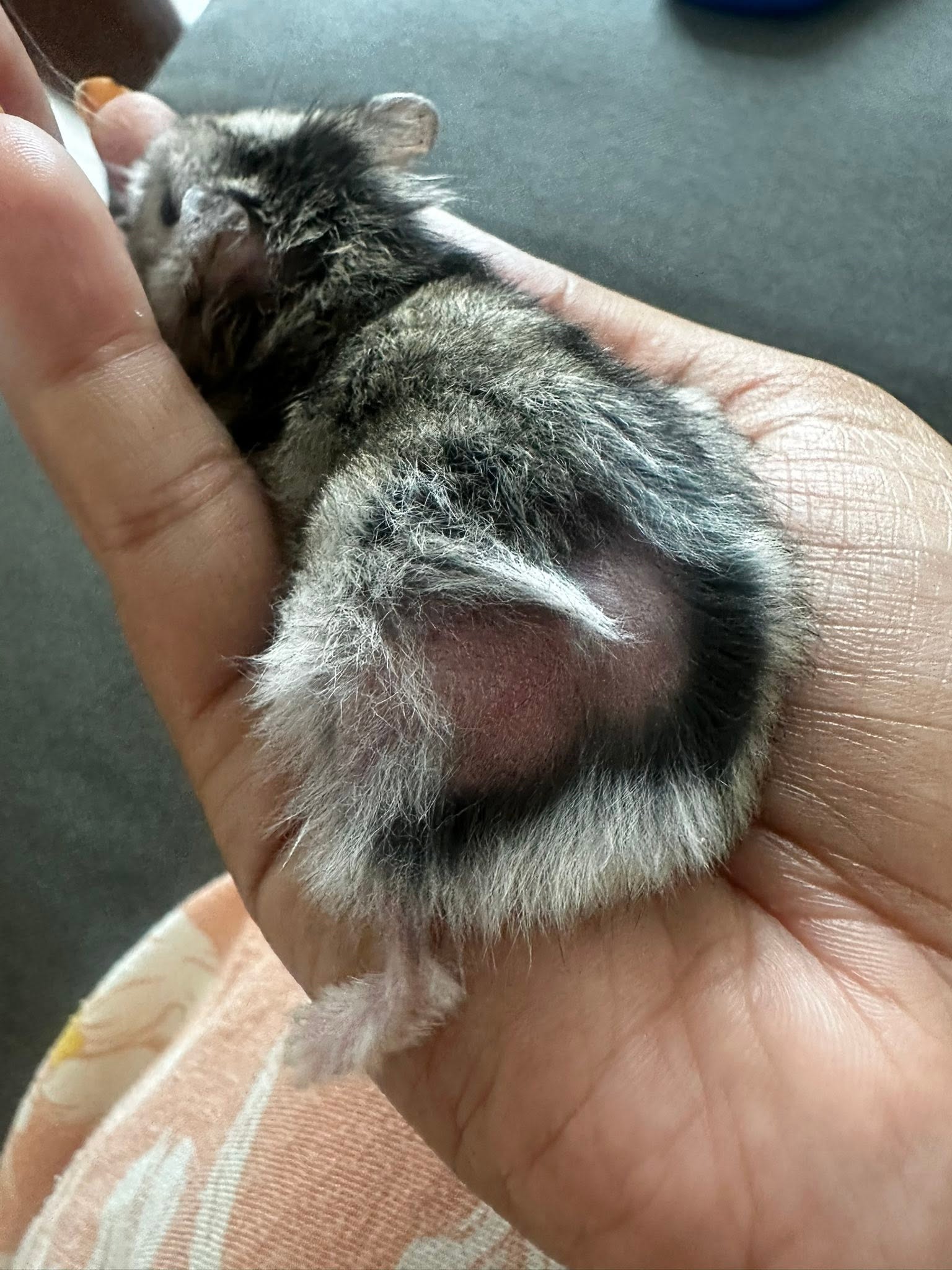 Hamster health check bald spot UK pet