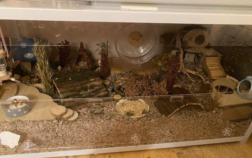 Hamster inspecting food in nest sorting what to keep and discard UK pet