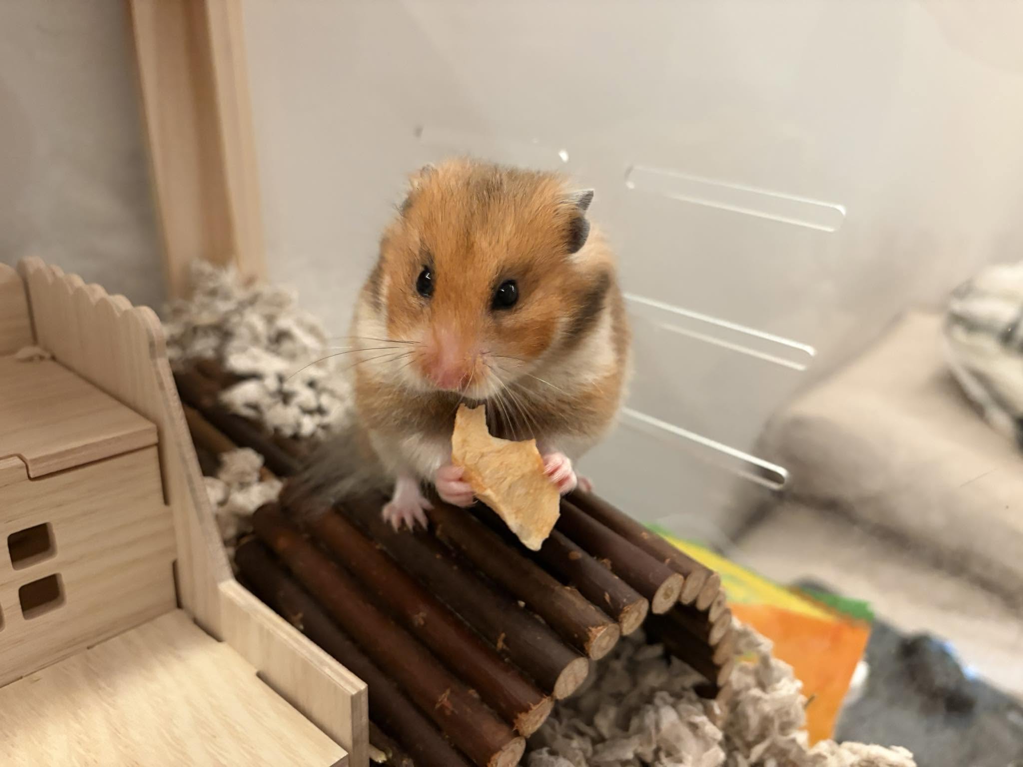 Hamster owner bonded tame UK no squeaking