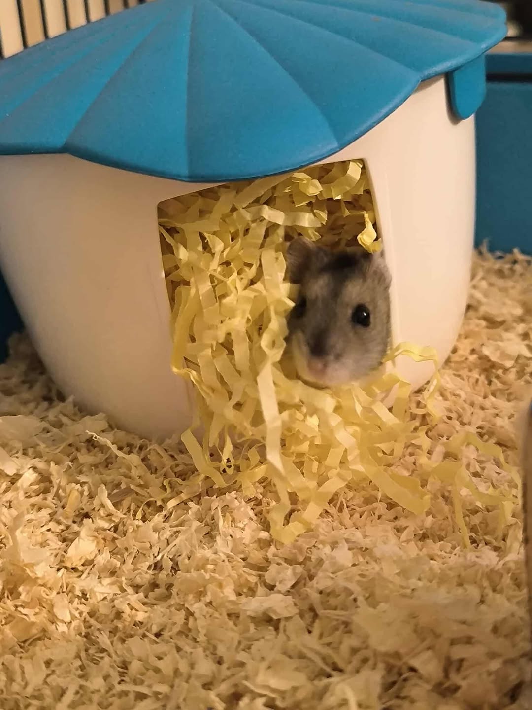 Hamster owner checking nest for fresh food hamster care routine UK