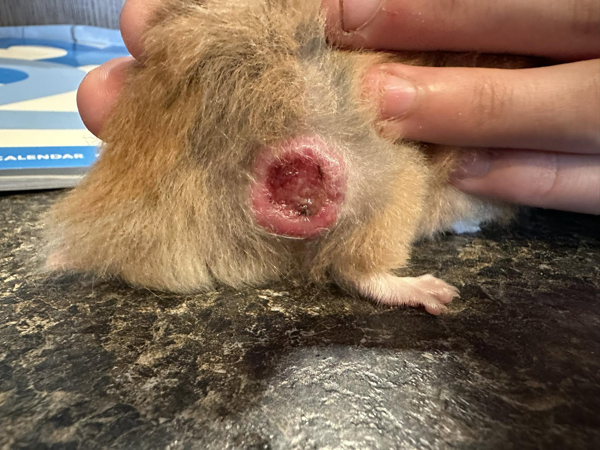Hamster pain squeak UK vet emergency