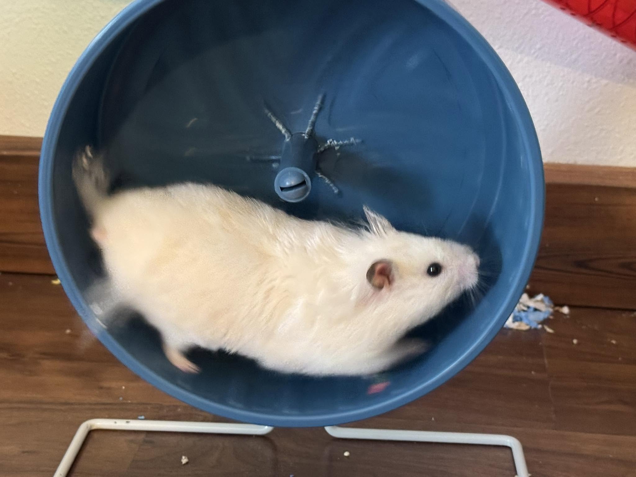 Hamster running wheel happy UK normal squeak