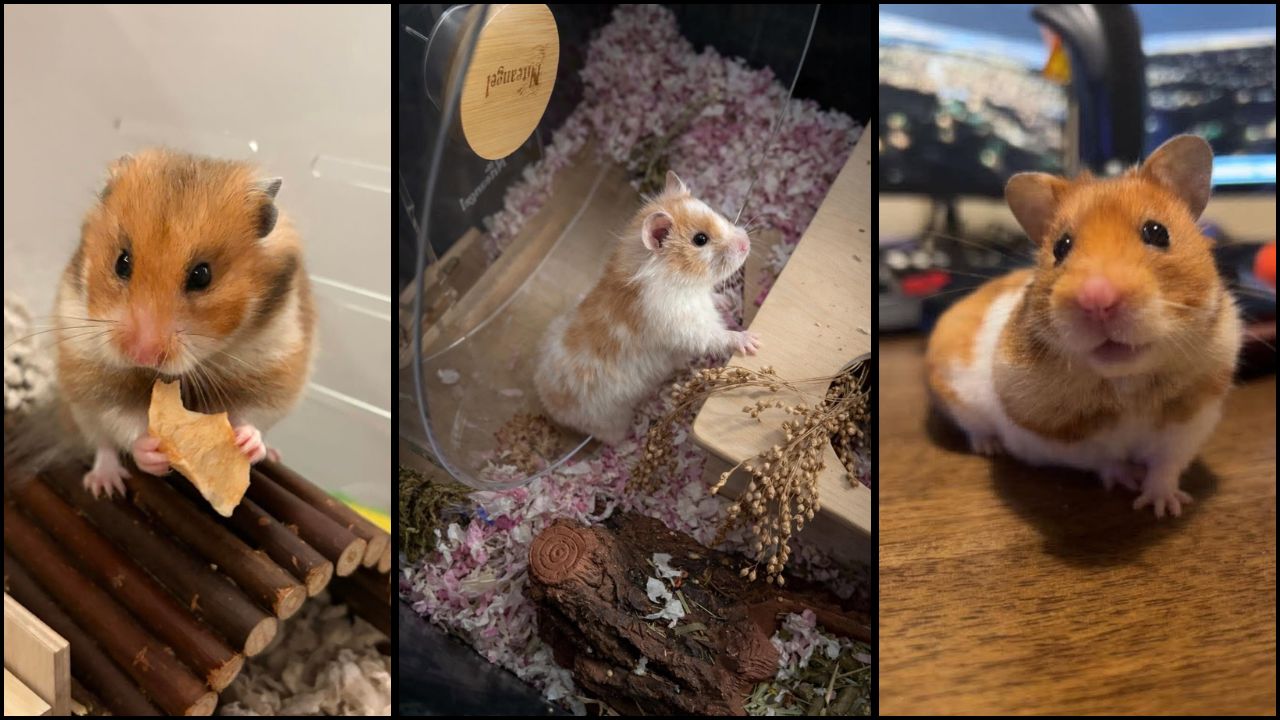 Hamster squeaking UK communication guide