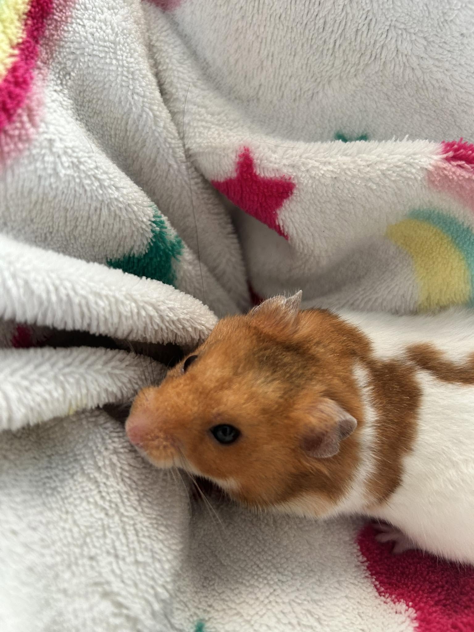Hamster vet examination skin check Uk