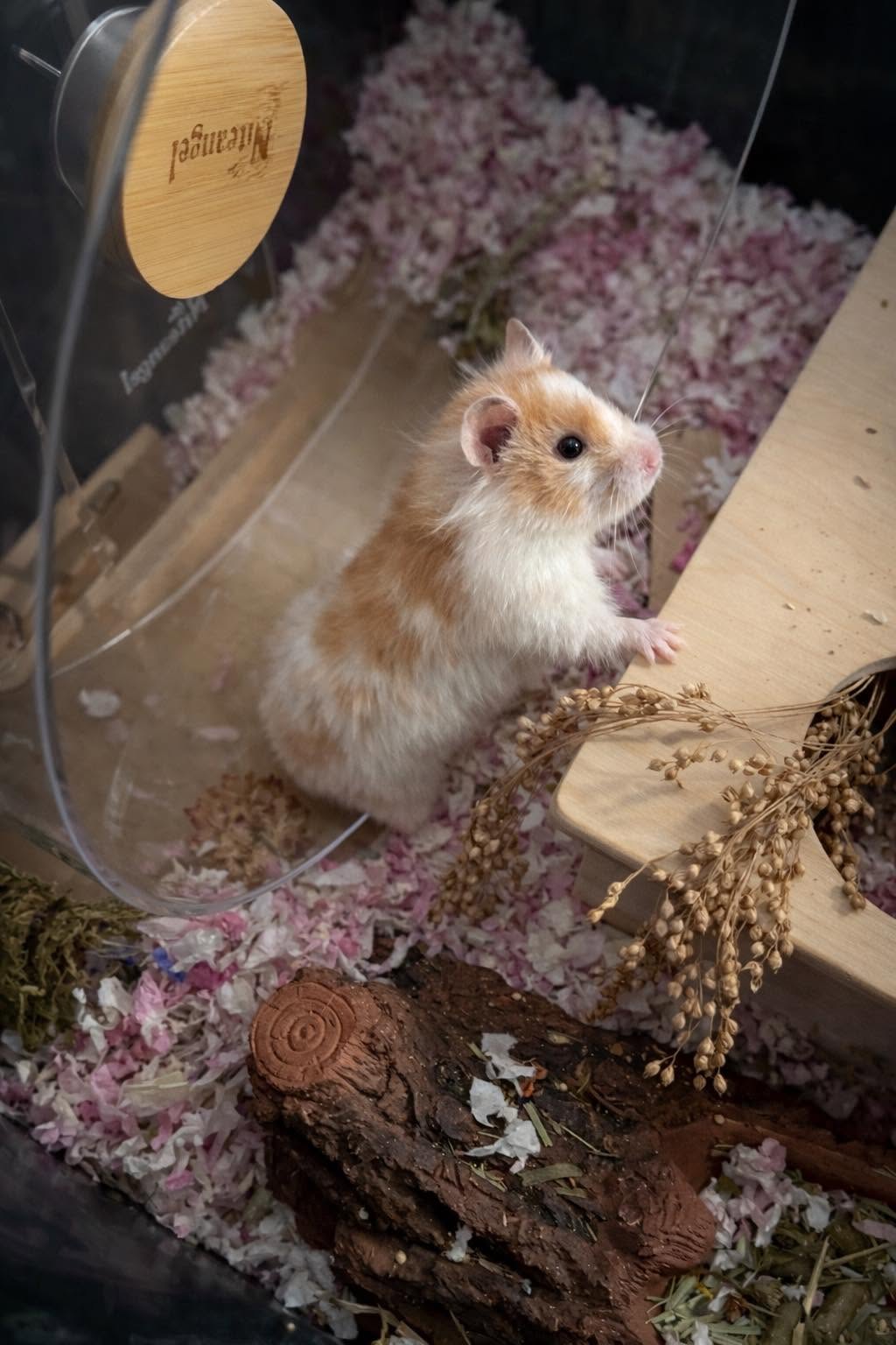 Hamster vocalising UK communication behaviour