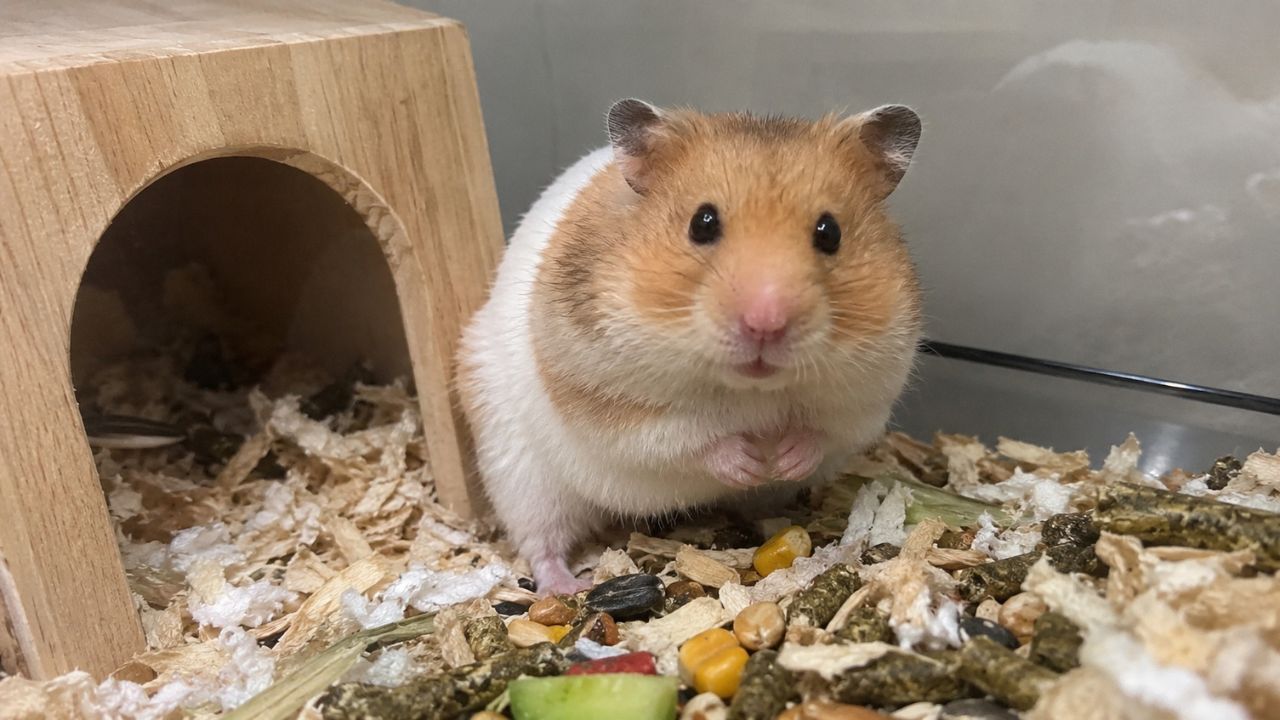 Hamster with stuffed cheeks UK owner guide pouch behaviour