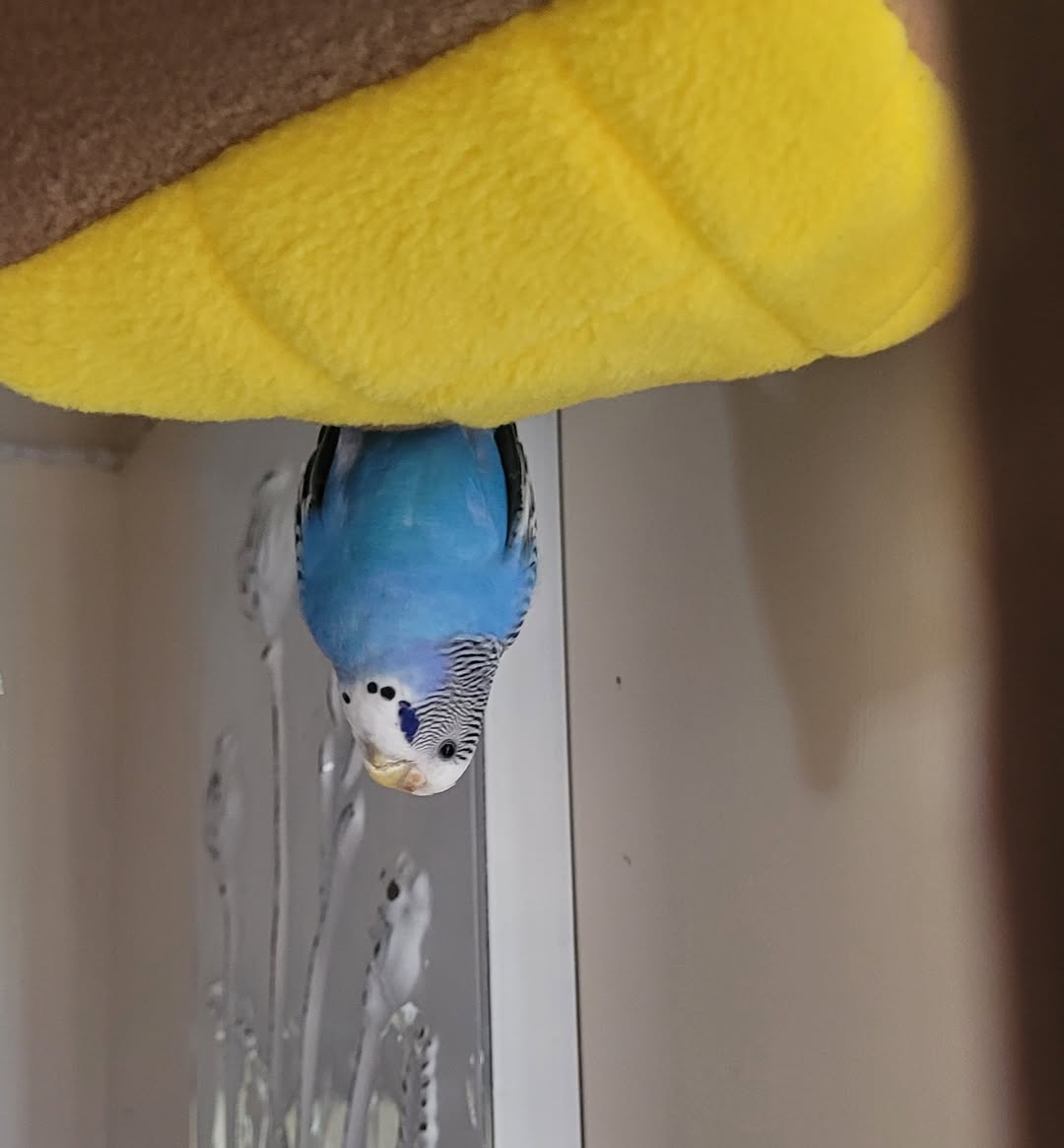 Happy UK budgie playing hanging upside down acrobatic 
