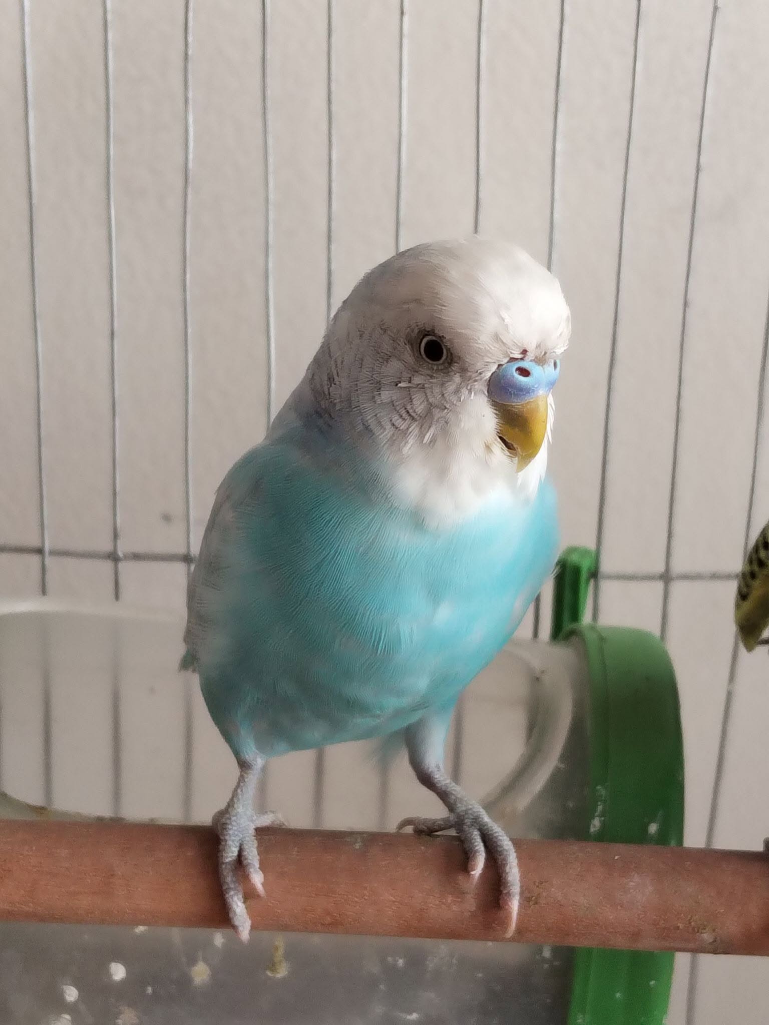 Happy UK budgie welfare-led cage