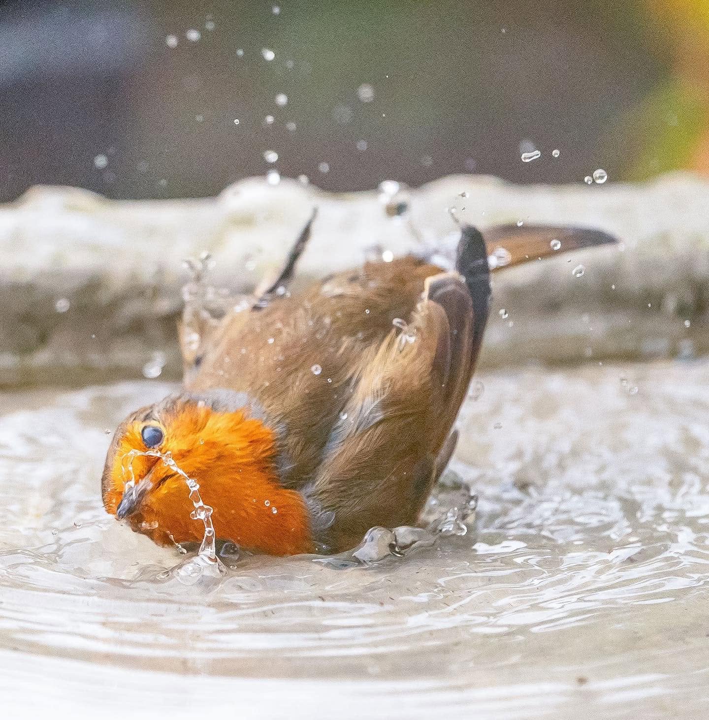 Happy UK robin garden bird bath water shallow dish