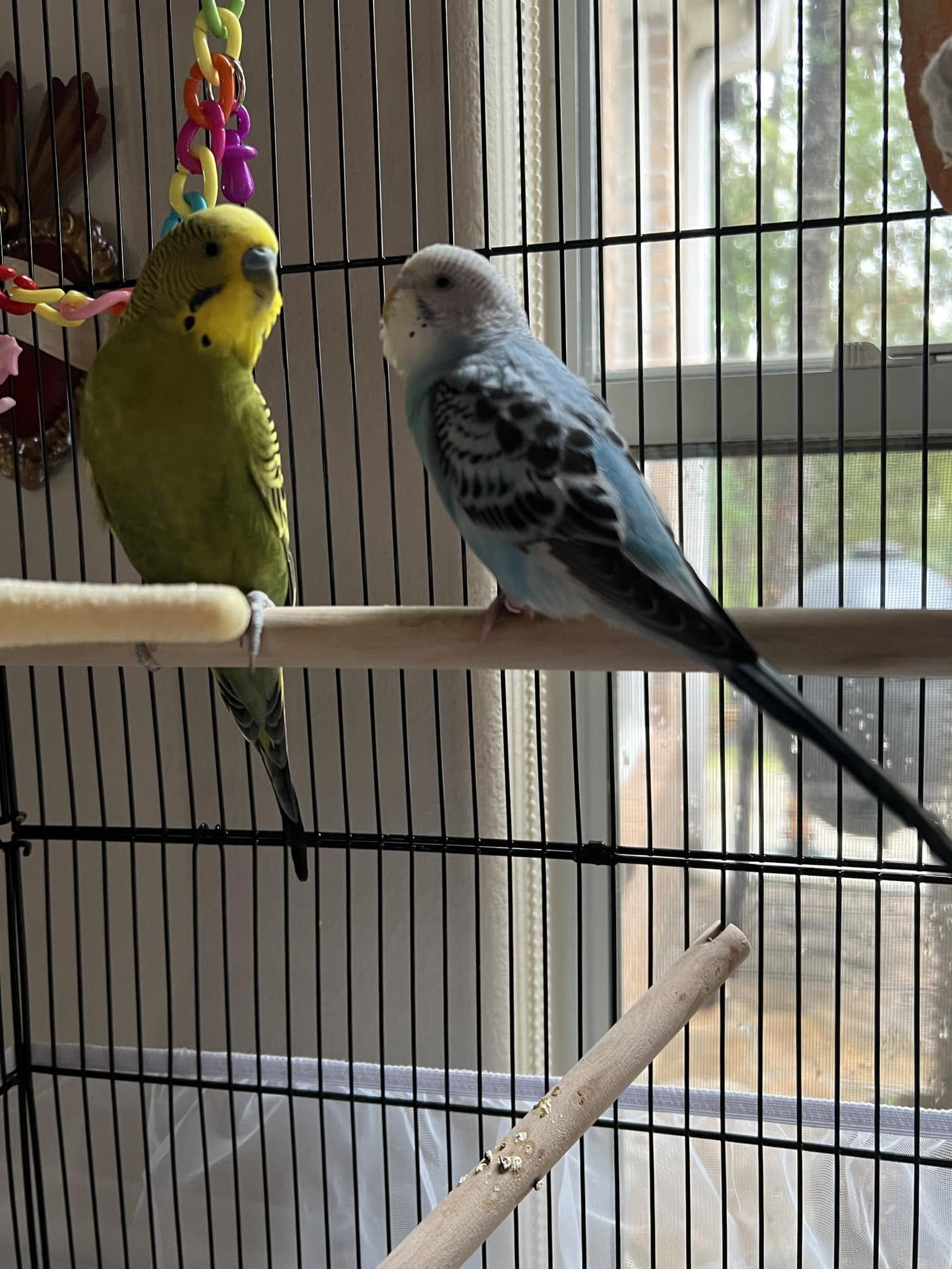 Happy bonded UK budgie owner long-term relationship trust 