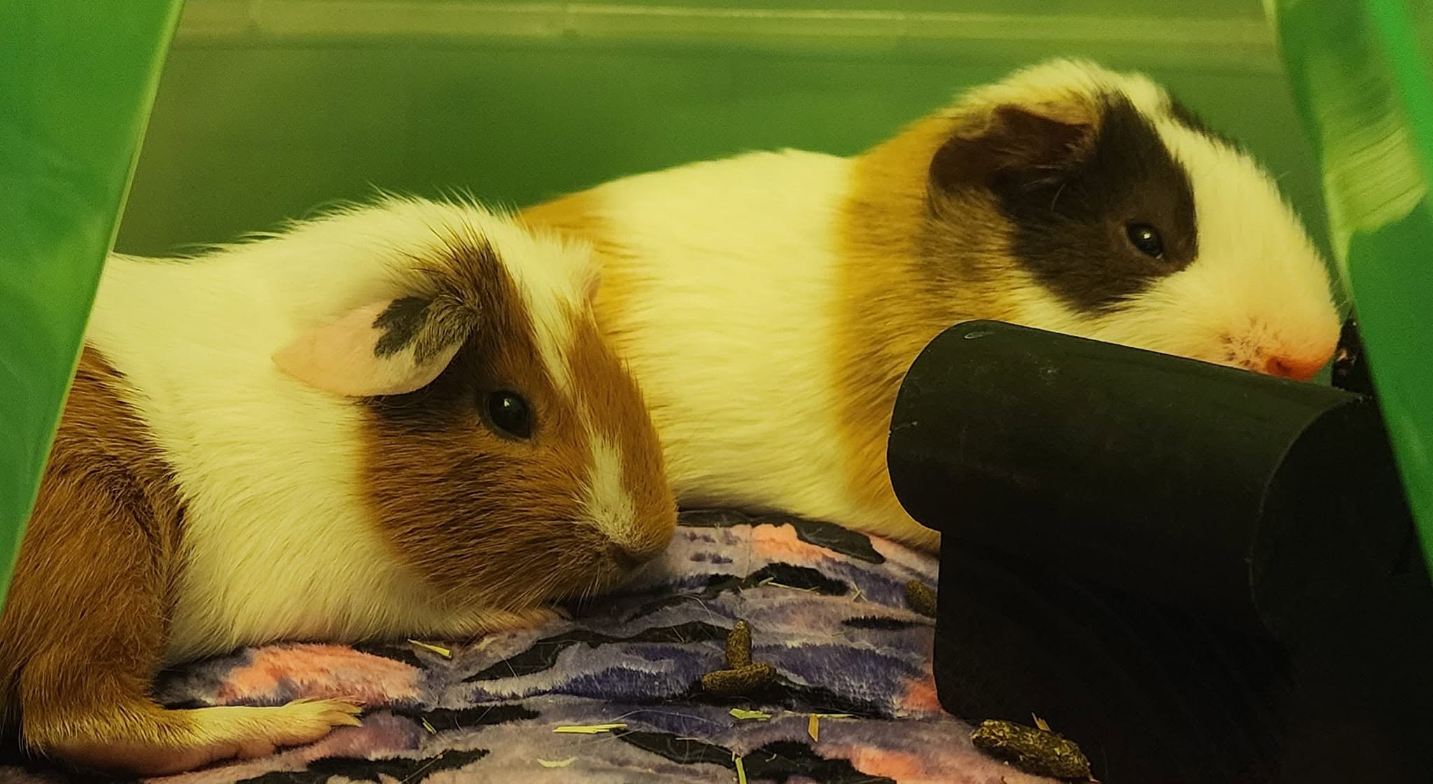 Happy bonded pair guinea pigs UK home 