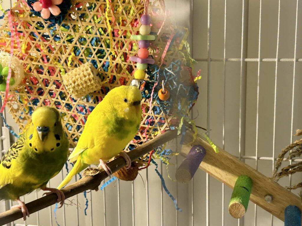 Happy budgie active enriched cage Paradise
