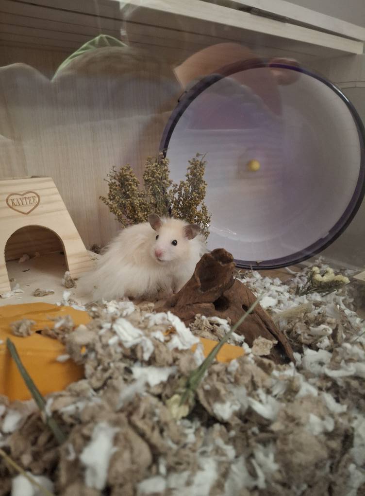 Happy hamster healthy cage setup UK proper care pouching