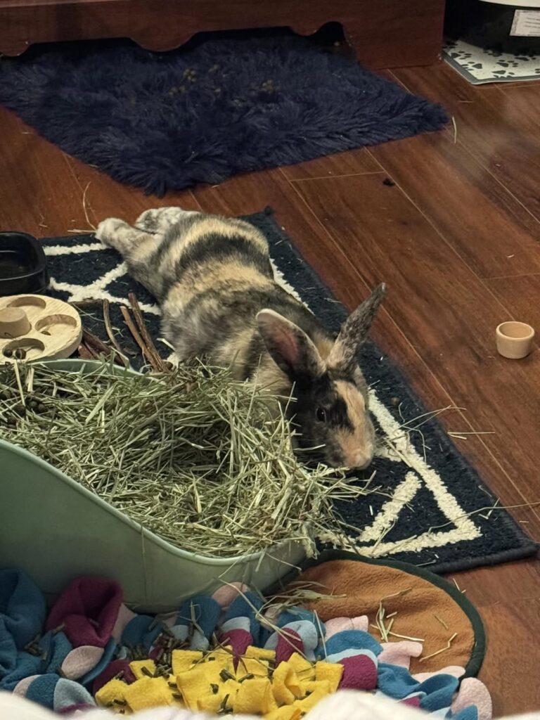 Happy pet rabbit stretched out resting UK home