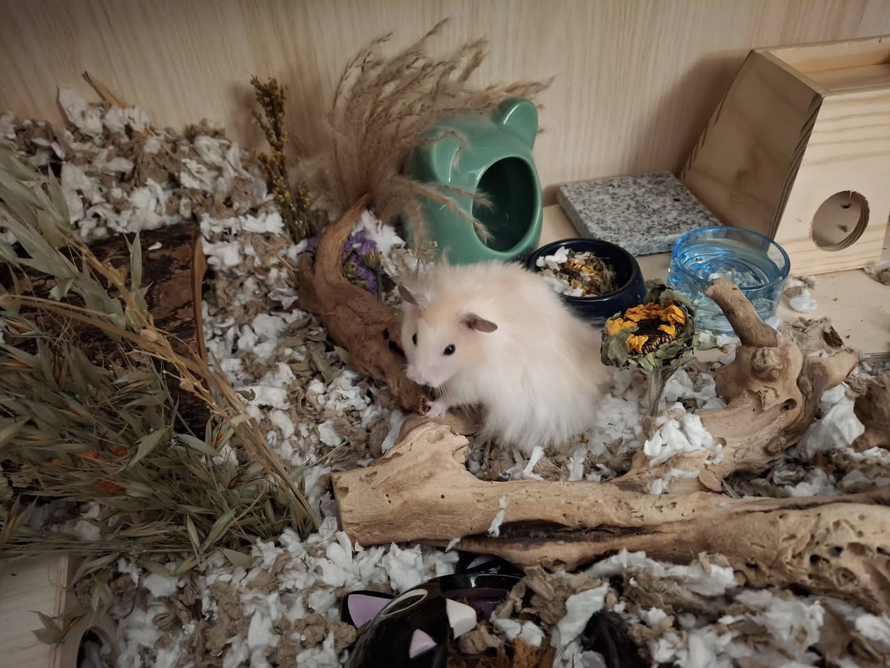 Happy thriving UK hamster proper welfare standard cage setup