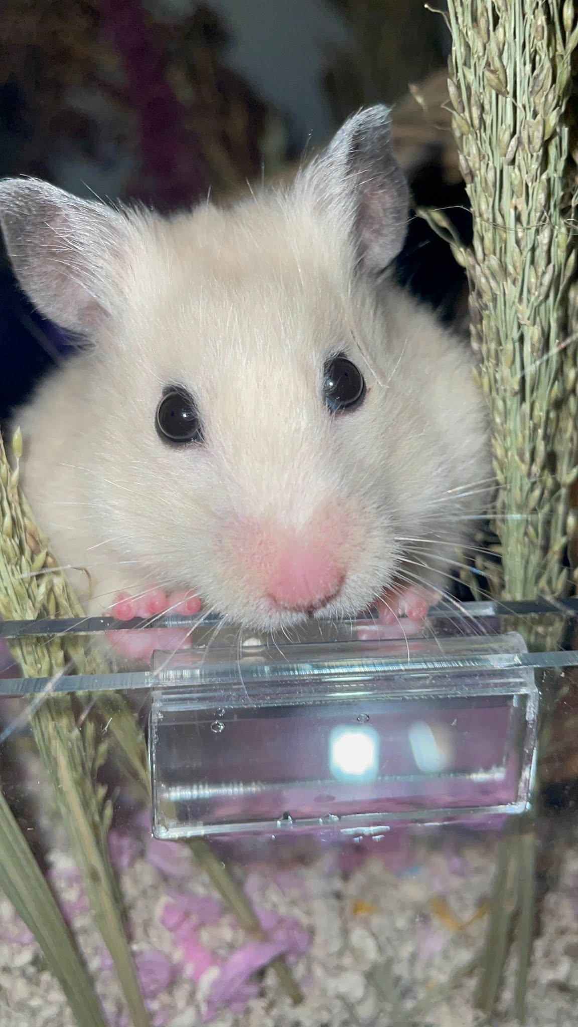 Happy thriving UK hamster welfare standard setup bond owner