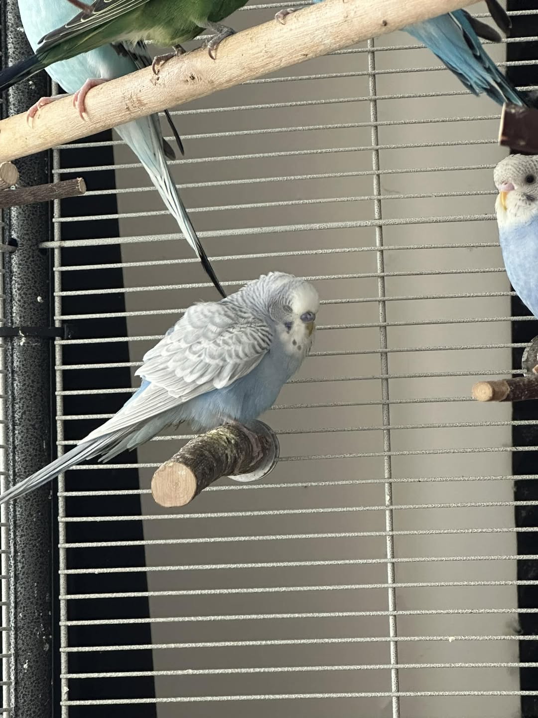 Healthcare worker home budgie pair evening stress relief UK