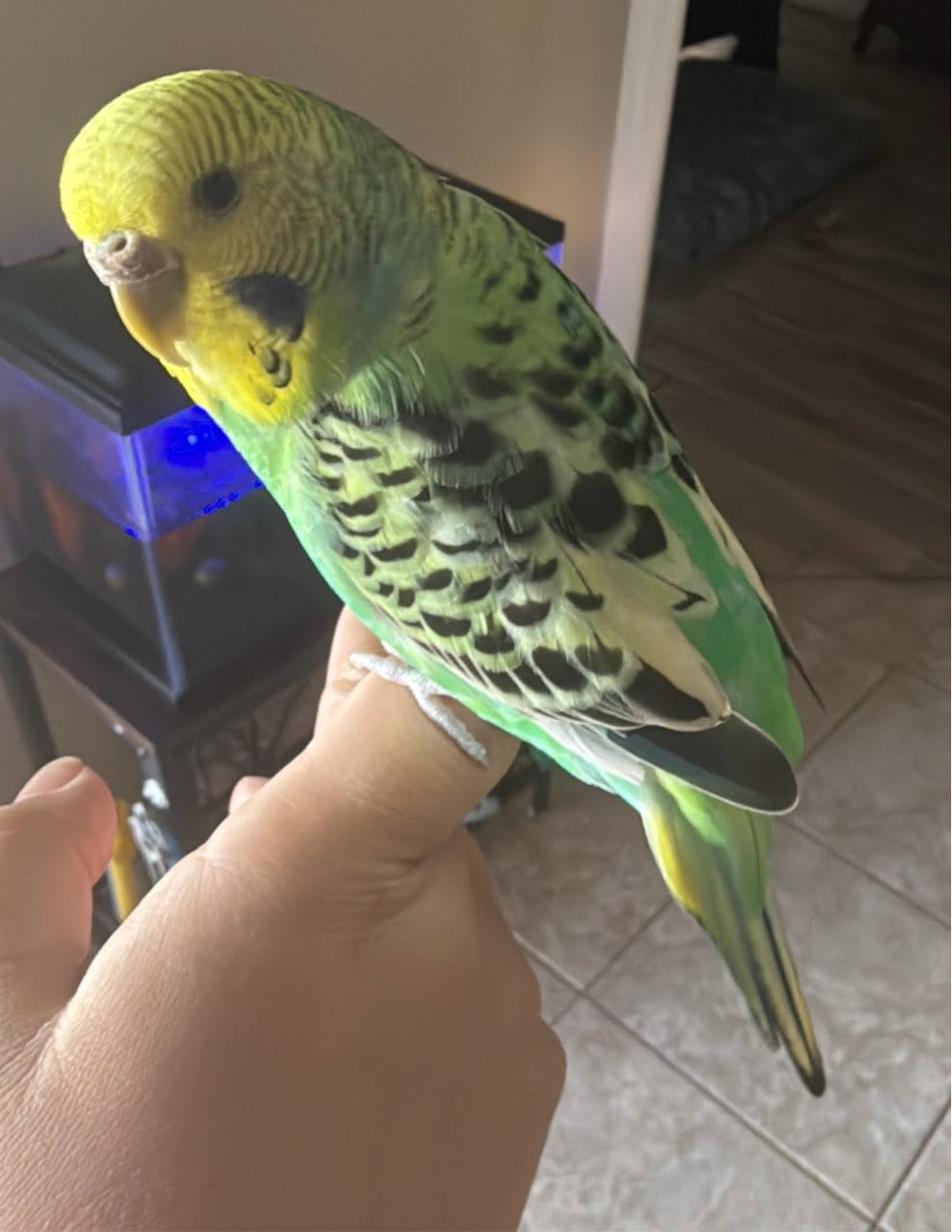  Healthy UK pet bird safe biosecurity 