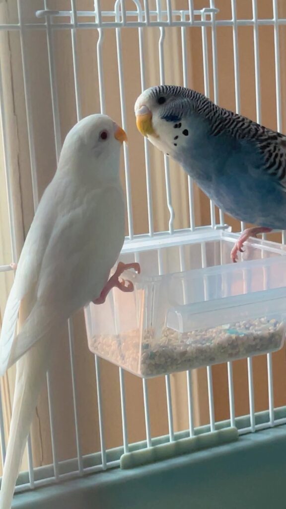 Healthy active budgie proper care diet UK home setup