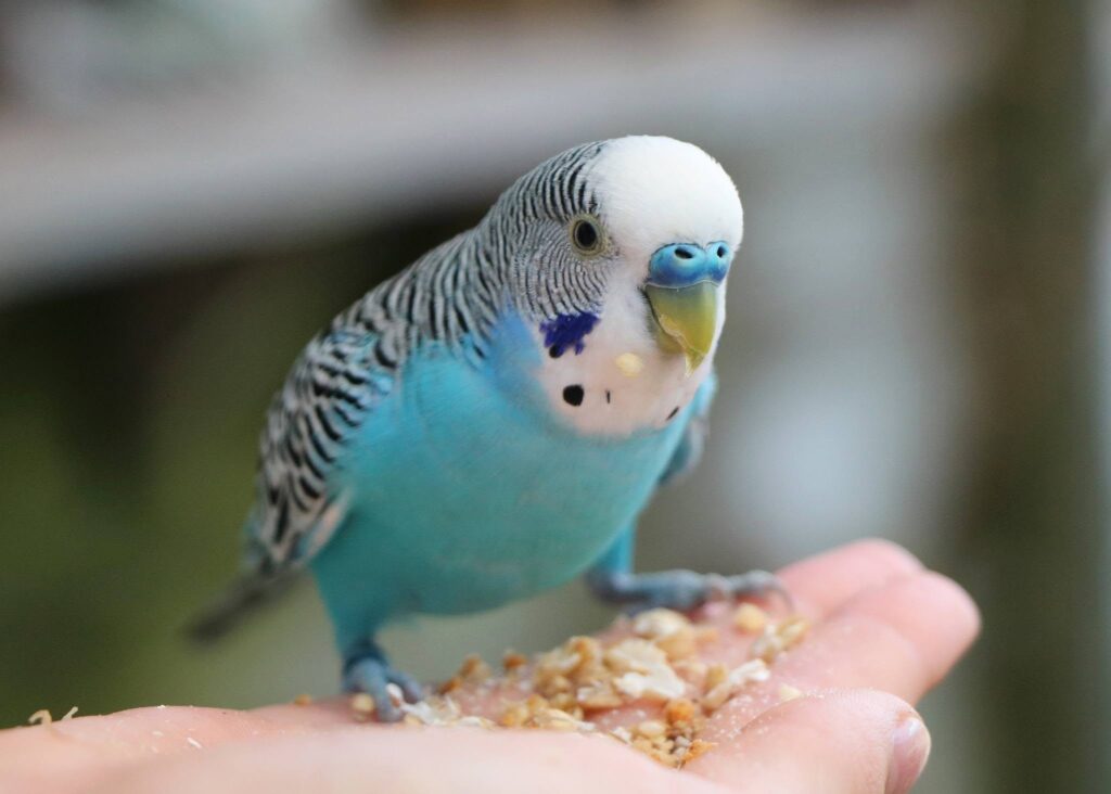 Healthy adult male budgie bright blue cere normal UK