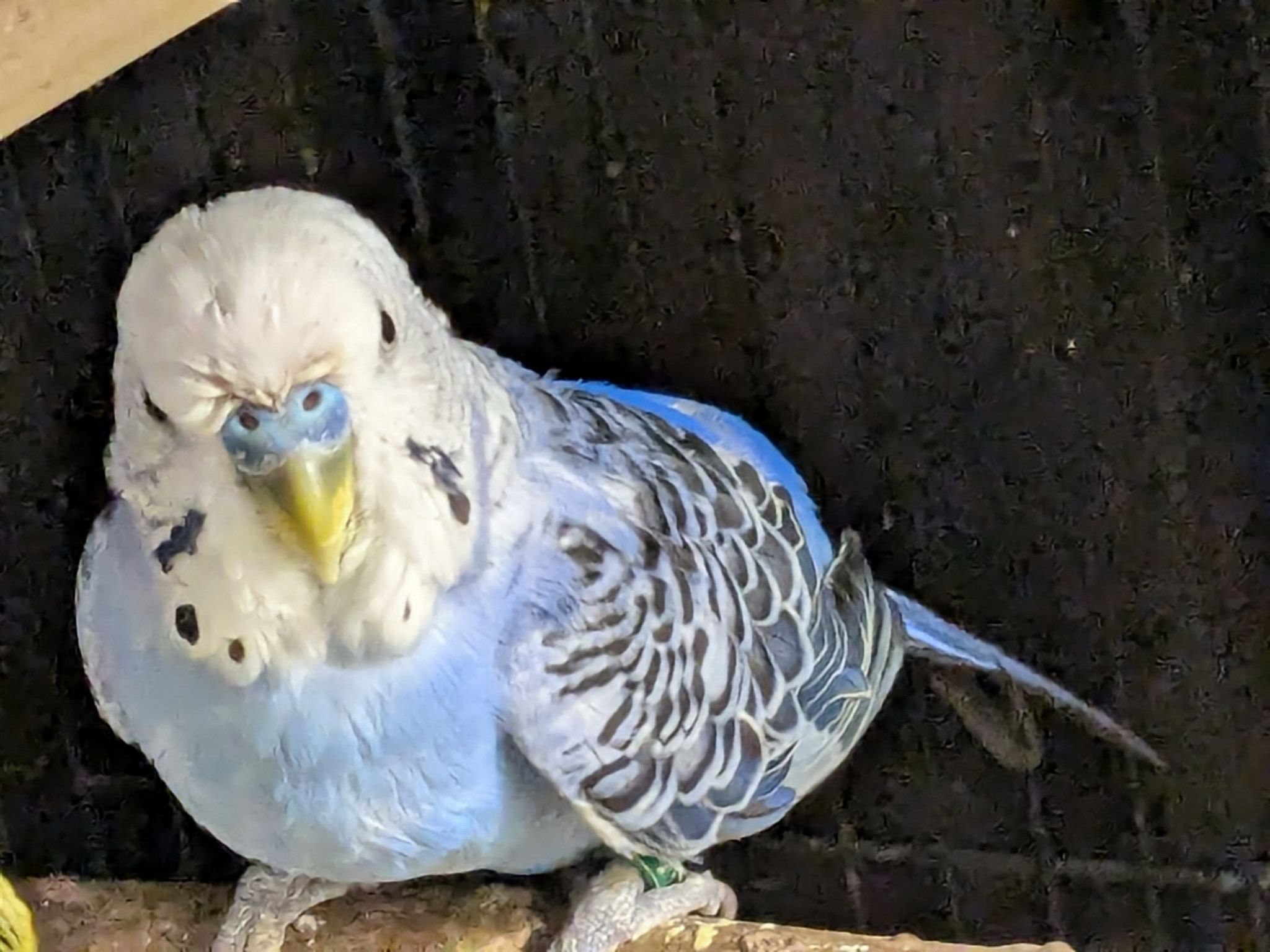 Healthy budgerigar sitting upright smooth feathers normal breathing UK home