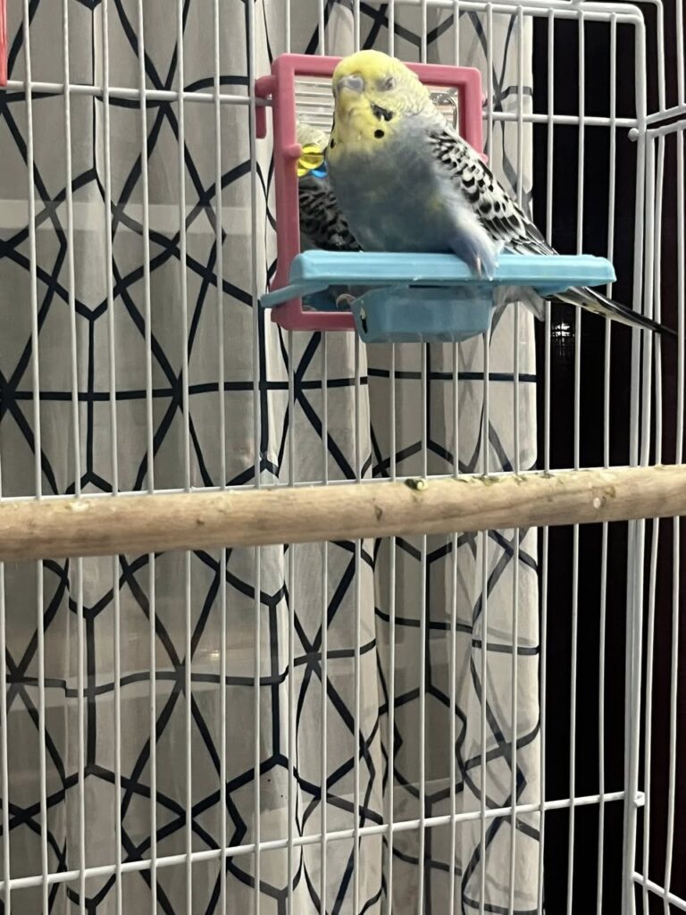 Healthy budgie on perch compared to sick budgie on cage floor 