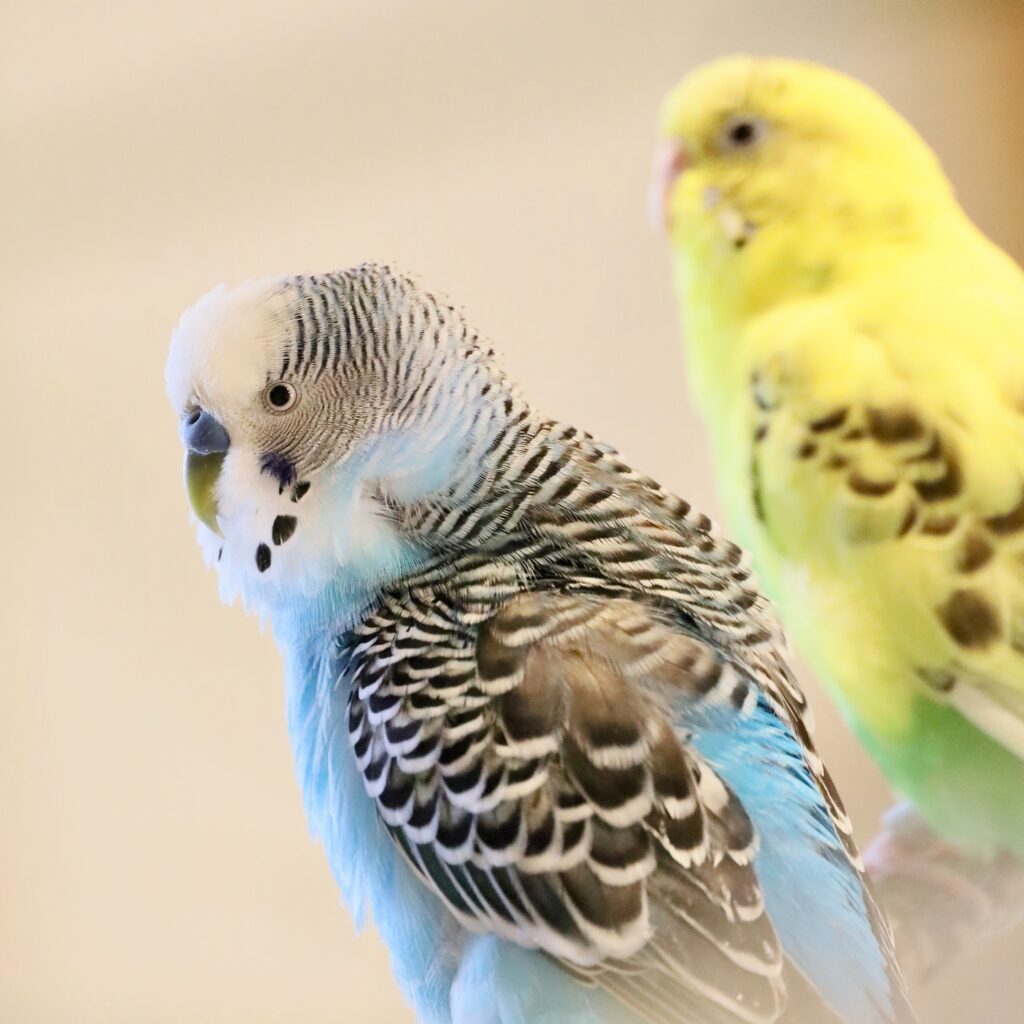 Healthy budgie with full natural wings UK preferred approach