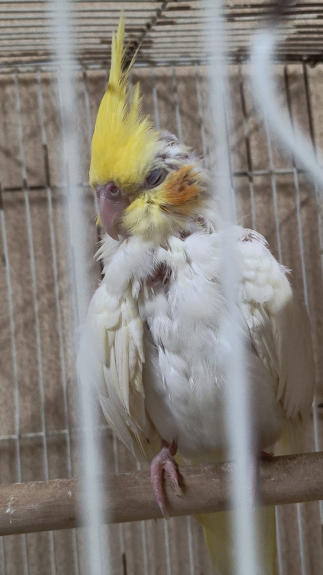 Healthy cockatiel sleeping on one foot UK