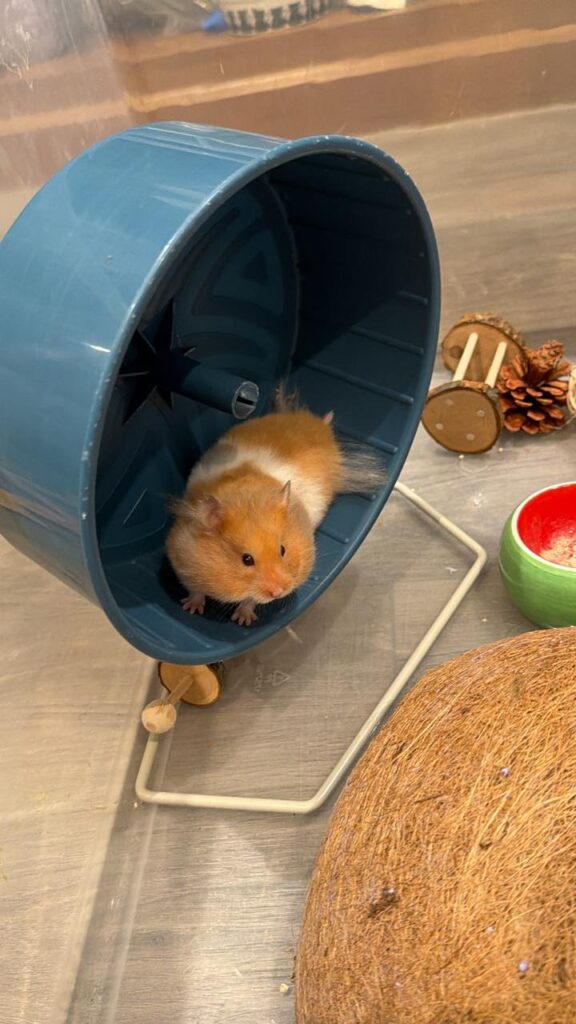 Healthy hamster cheek pouching normal behaviour UK signs
