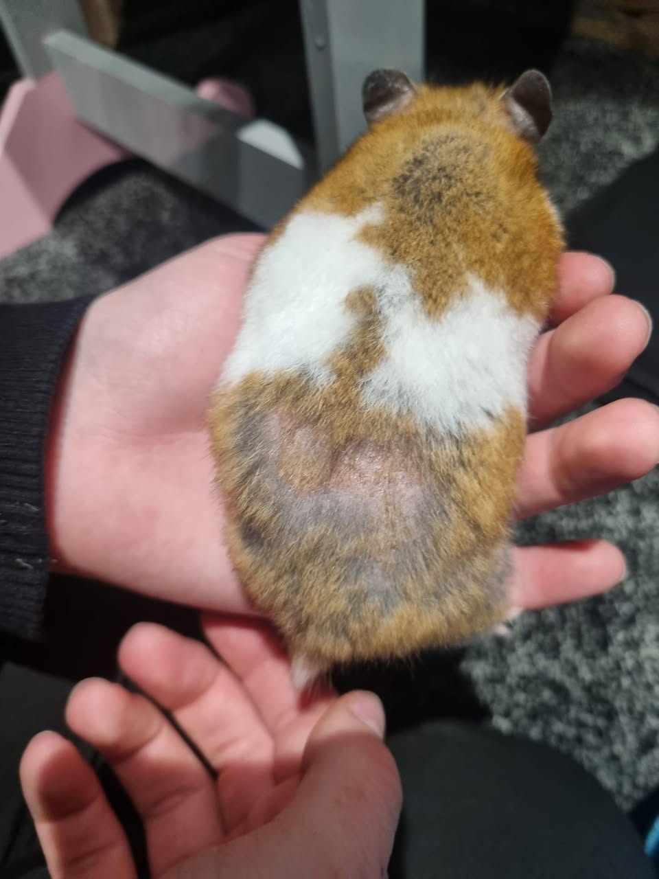 Healthy hamster full coat after fur loss recovery UK