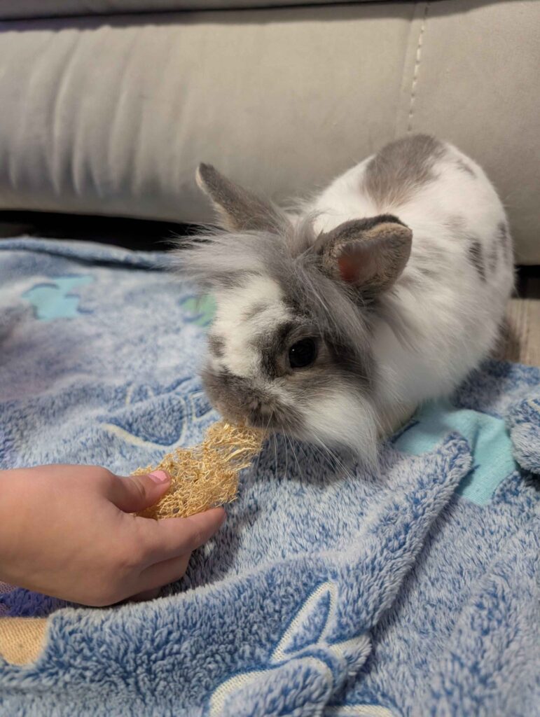Healthy happy UK rabbit eating hay preventive dental care