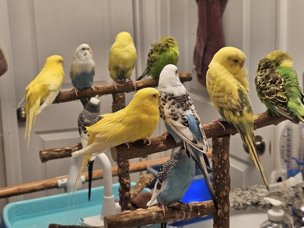 Healthy thriving UK budgie active confident cage home 
