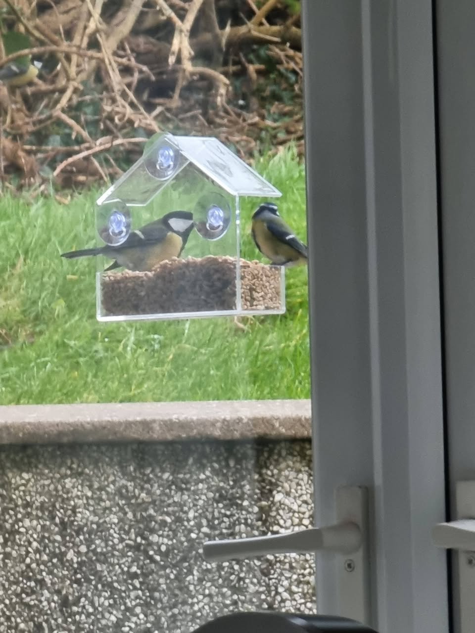 Home grown greens window box pet bird UK 