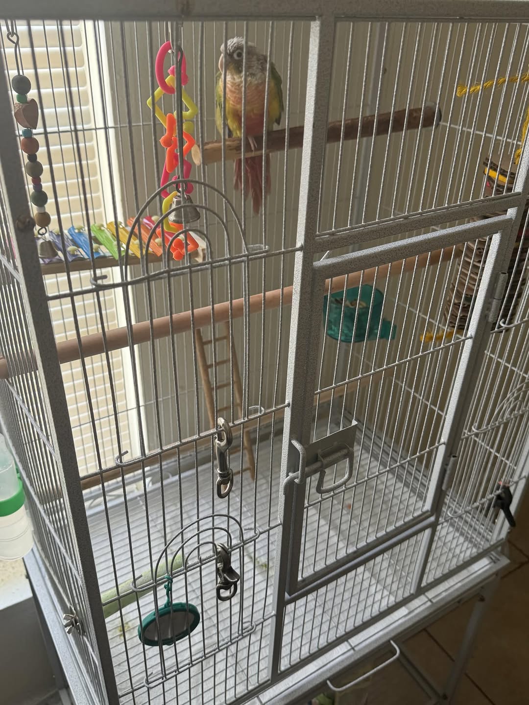 Homemade bird enrichment safe branches cage UK