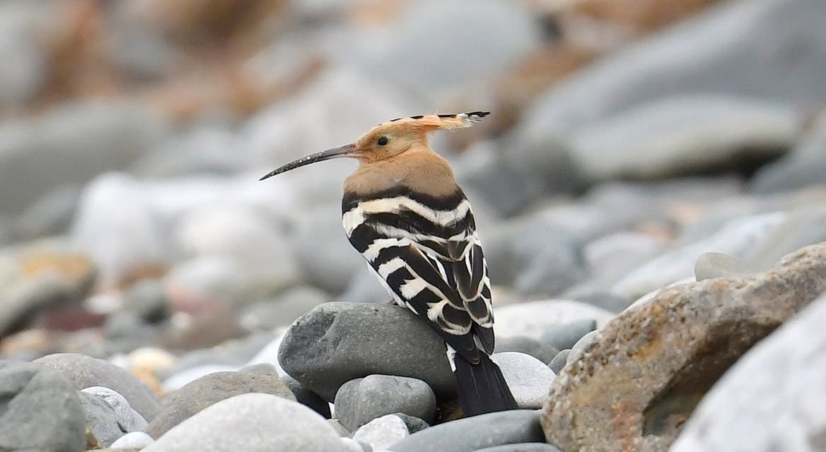Hoopoe bird striking crest UK garden spring visitor