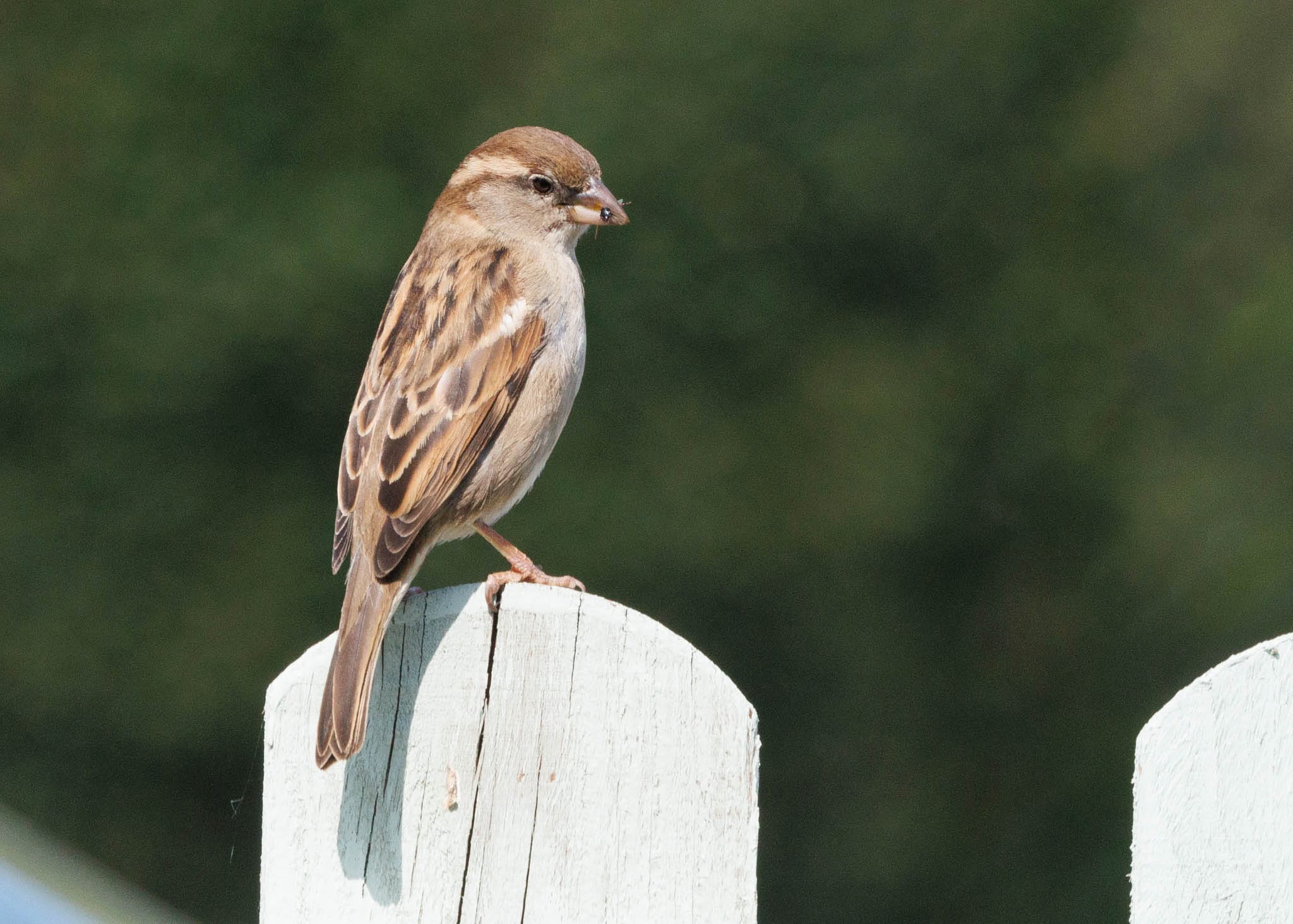 House Sparrows flock garden UK Birdwatch