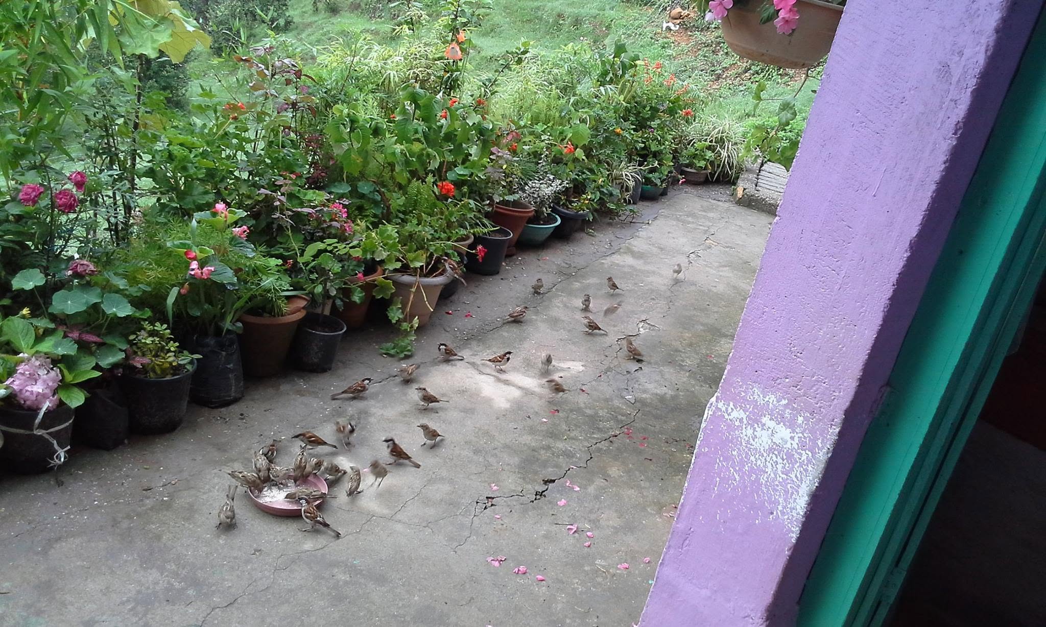 House sparrow flock garden feeder seeds UK 