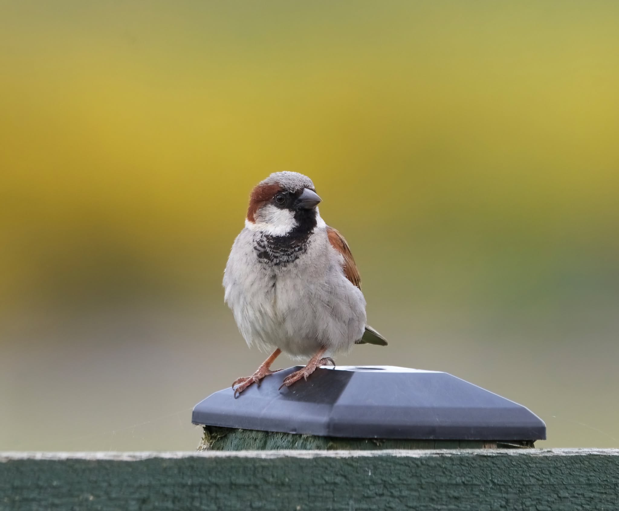 House sparrow male UK garden perched fence 2026 