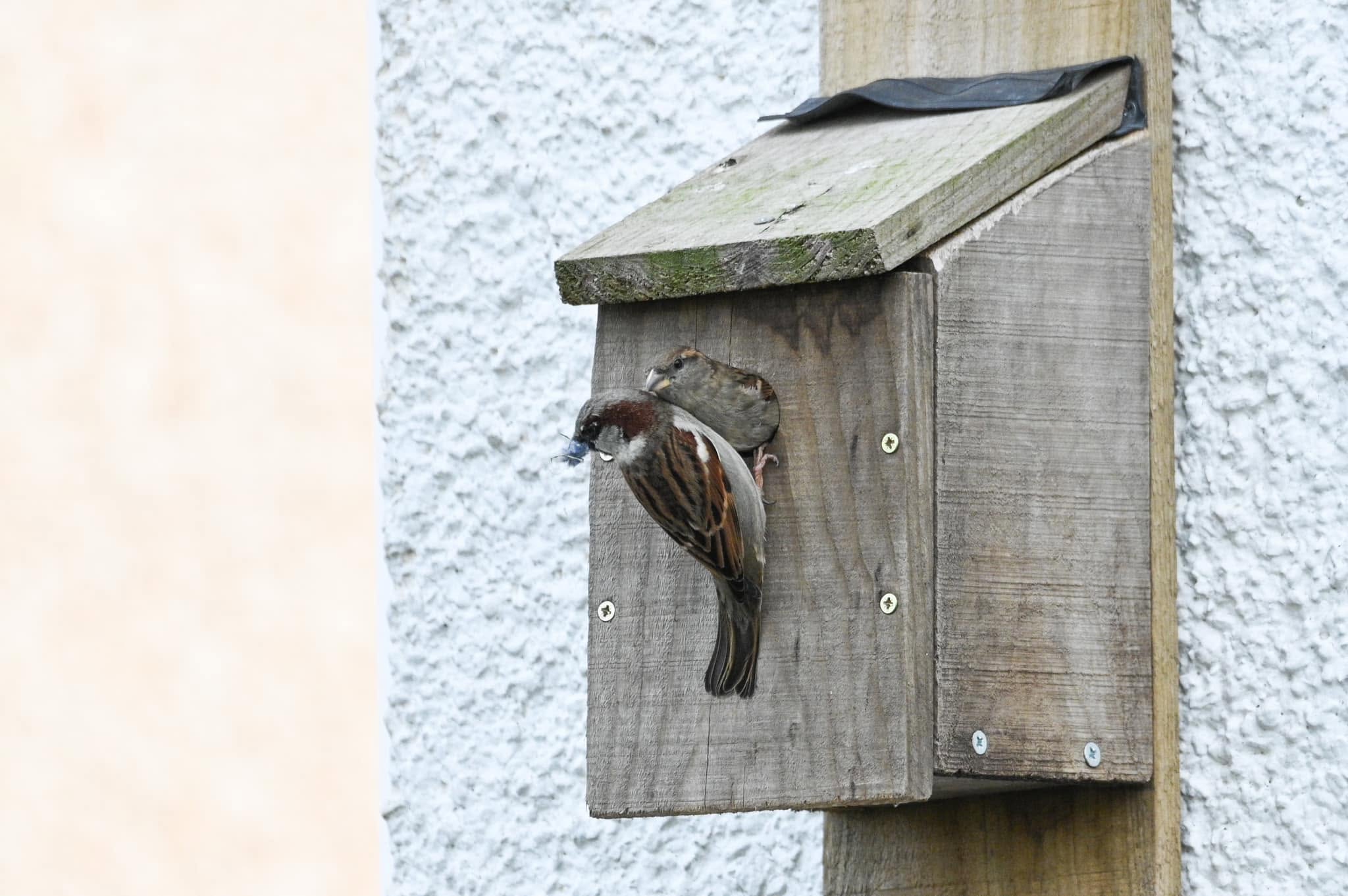 House sparrow pair nesting eaves UK suburban house