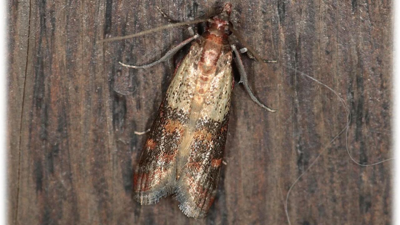 Indian meal moth Plodia interpunctella UK 