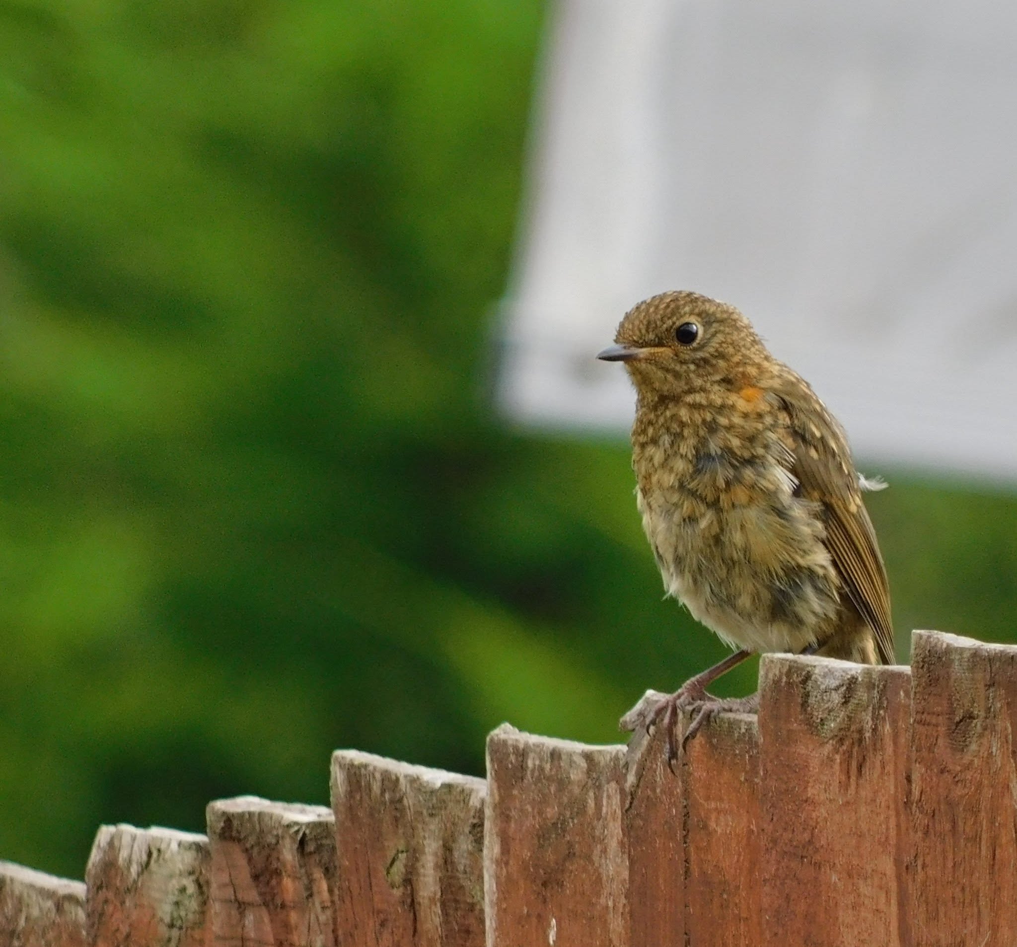 Juvenile robin brown speckled UK garden young bird