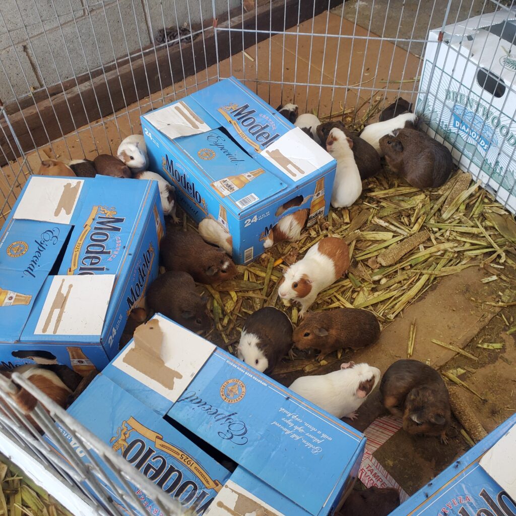 Large guinea pig enclosure with hides UK