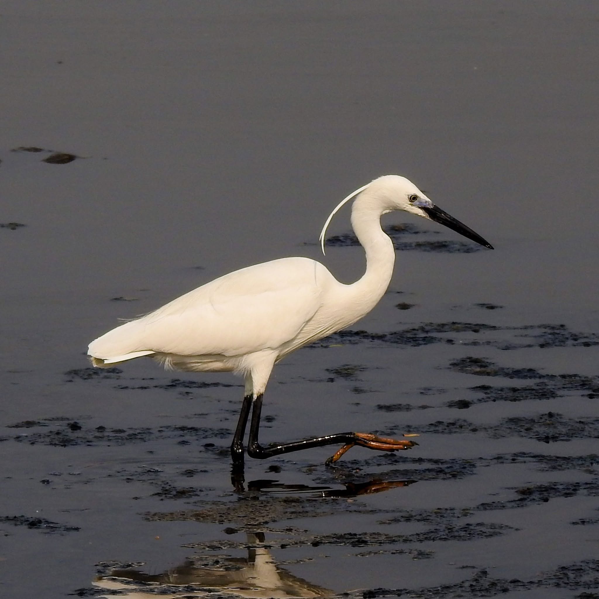 Little egret white bird UK river wetland