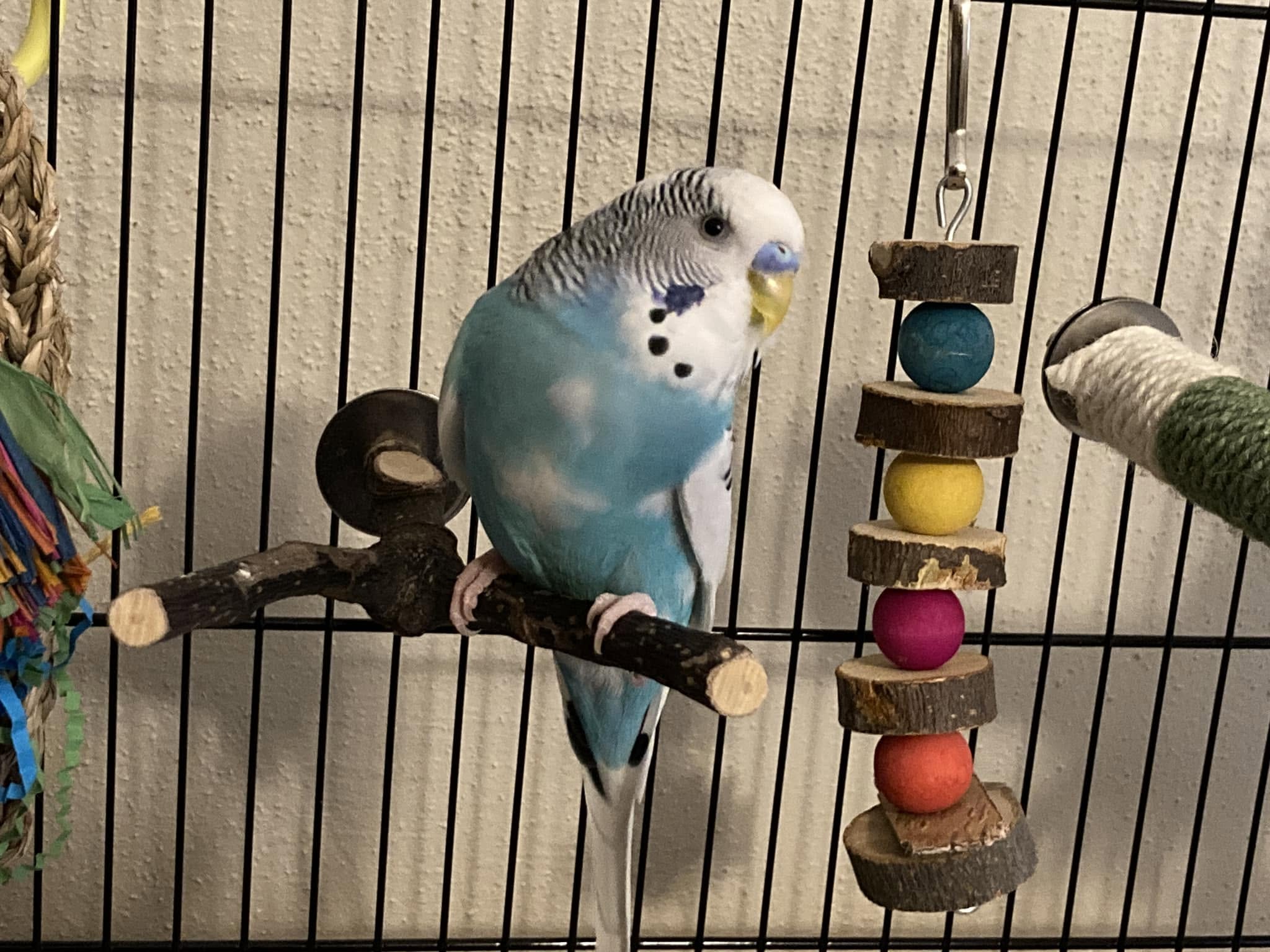 Lone budgie small cage welfare UK